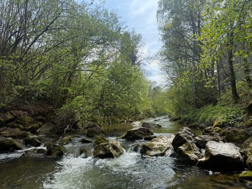 Ein ruhiger Bach fließt durch bewaldete Ufer mit grünen Bäumen und Steinen.